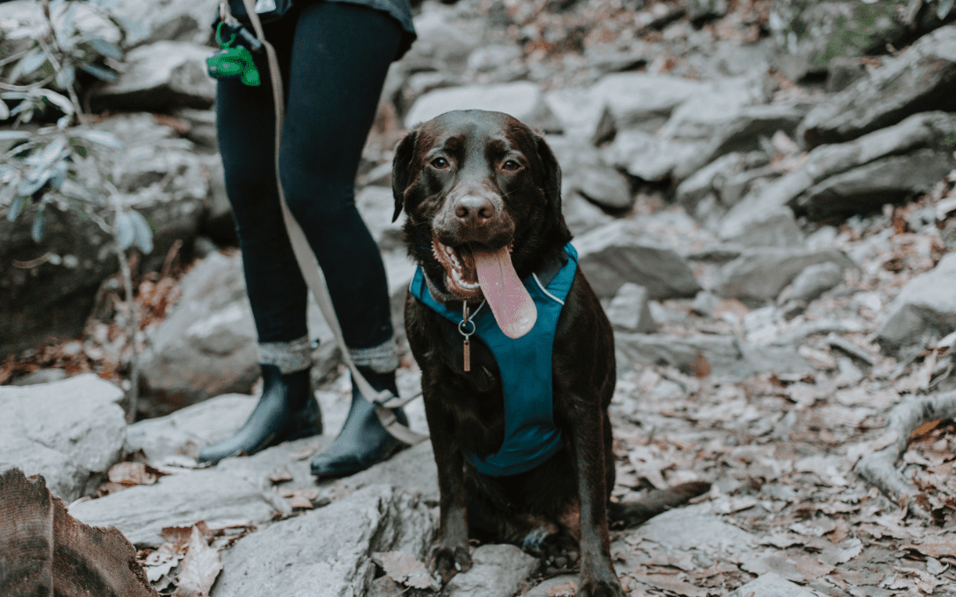 4 Tips to Enjoy Camping with Your Pet