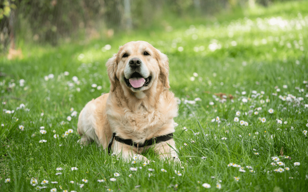 The Life Cycle of Heartworms in your Pet