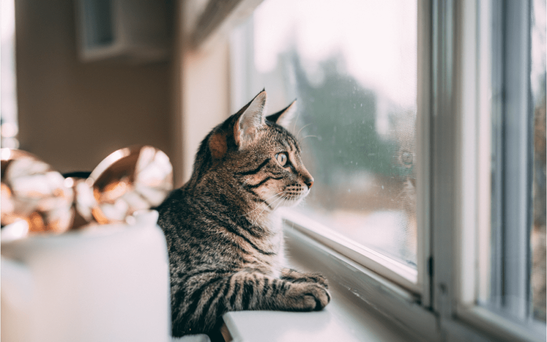 5 Ways to Help Your Cat Safely Enjoy Warm Weather