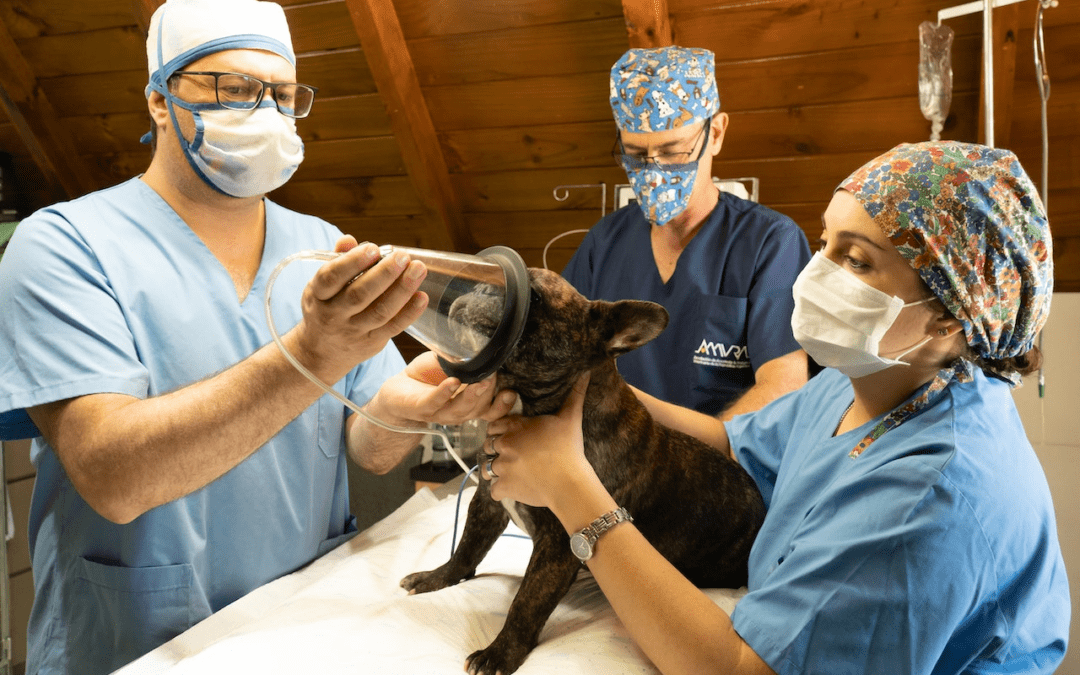 Veterinarian and vet tech examining a dog.