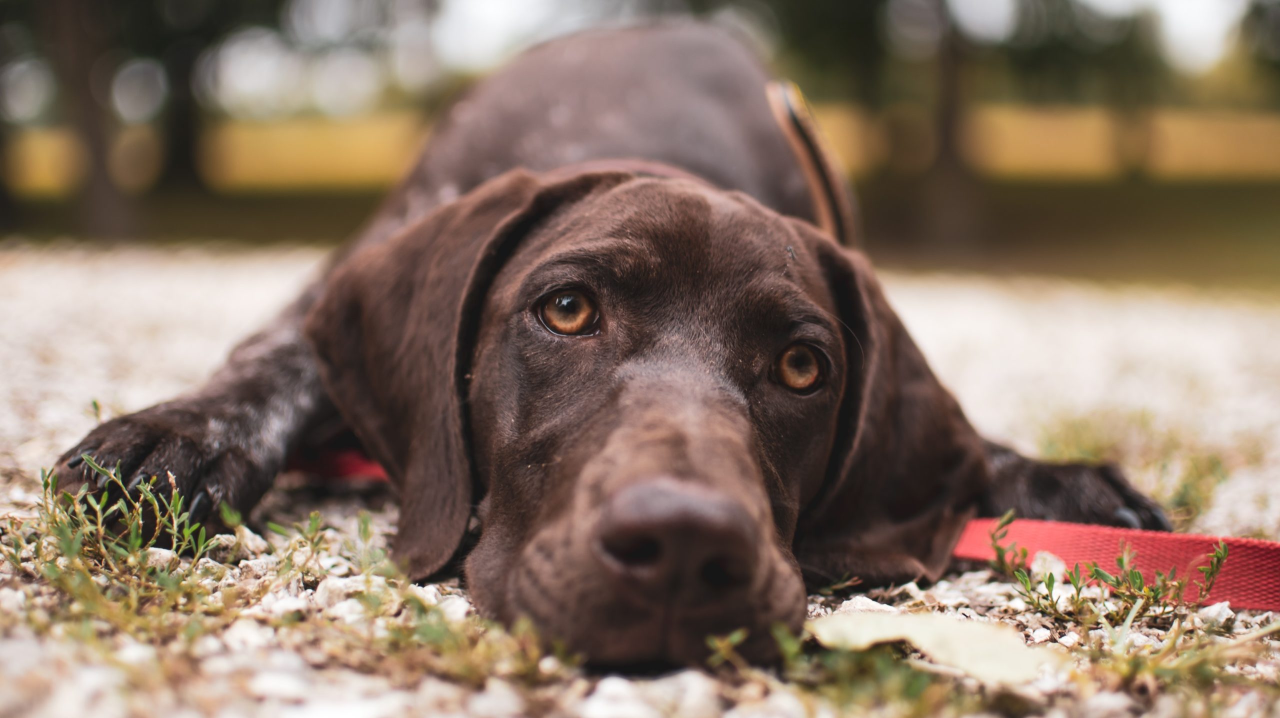 Reasons That Can Cause Diarrhea in Dogs Highlands Pet Hospital