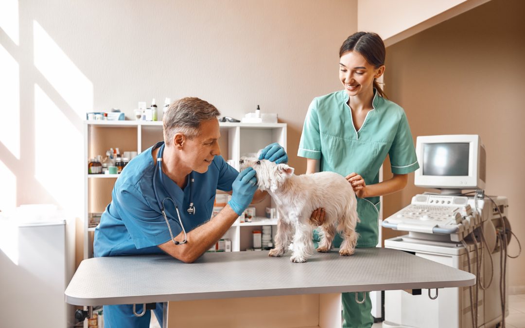 When Should I Schedule my First Pet Dental Cleaning?