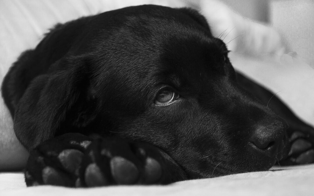 Black lab lying down on a bed