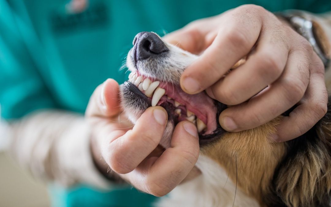 Pet Dental Health Month – The Tooth About Oral Health