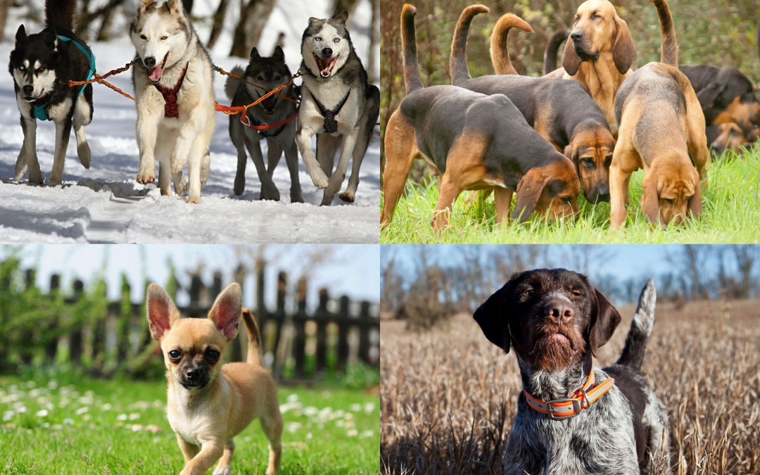 Searching For The “Paw”fect Friend