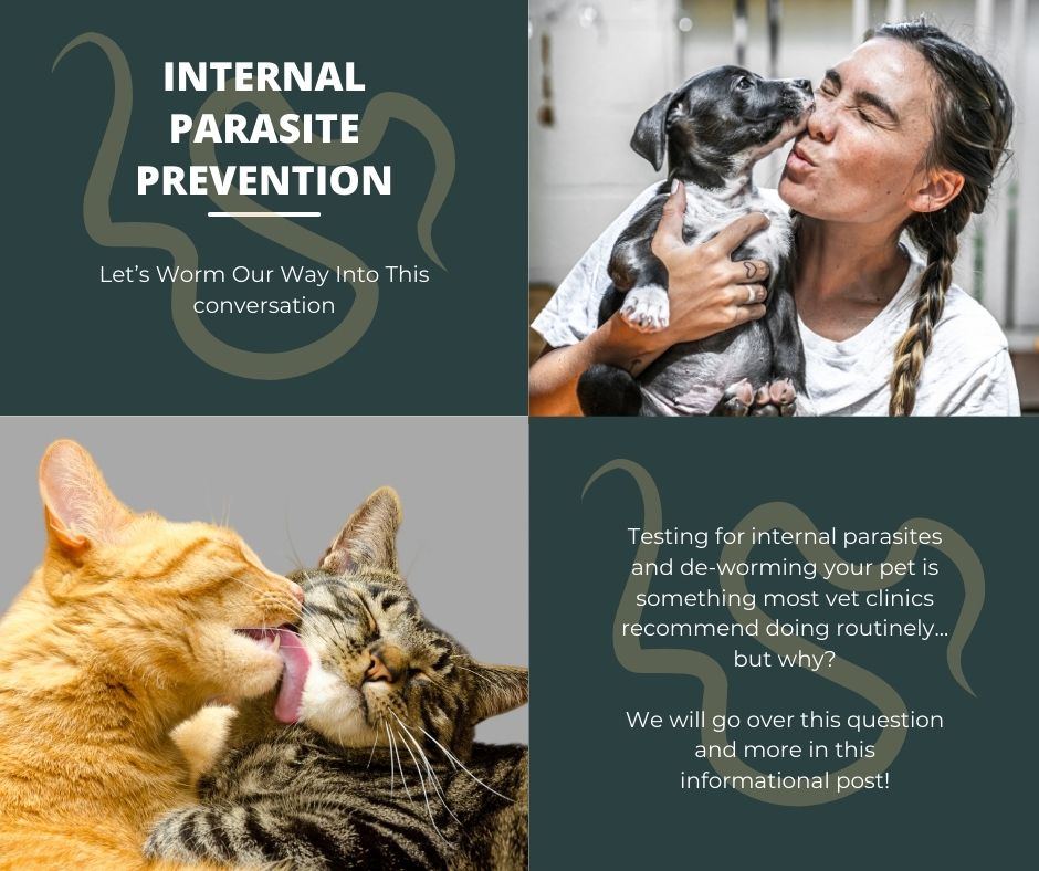 Internal Parasite Prevention - Highlands Pet Hospital - Handling Pet Snakes With Internal Parasites Schedule
